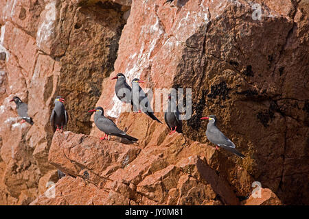 INCA-TERN Larosterna Inca, Gruppe von Erwachsenen ON ROCK, BALLESTAS Inseln IN Nationalpark PARACAS, PERU Stockfoto