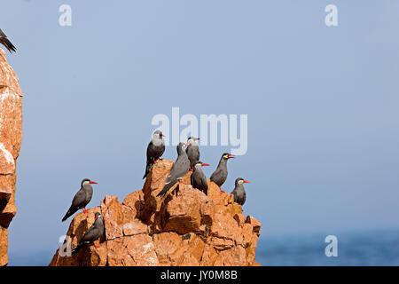 INCA-TERN Larosterna Inca, Gruppe von Erwachsenen ON ROCK, BALLESTAS Inseln IN Nationalpark PARACAS, PERU Stockfoto