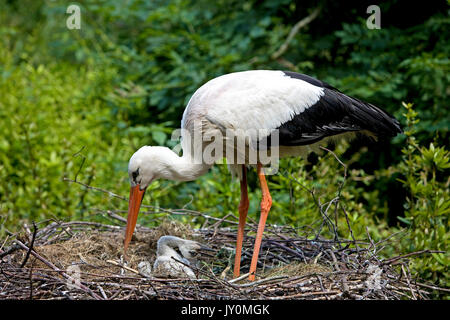 WEIßSTORCH Ciconia Ciconia, Erwachsene mit Küken im NEST, Normandie IN Frankreich Stockfoto