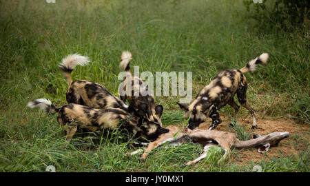 Afrikanischer Wildhund Lycaon pictus, HERDE AUF DER KUDU KARKASSE, Namibia Stockfoto