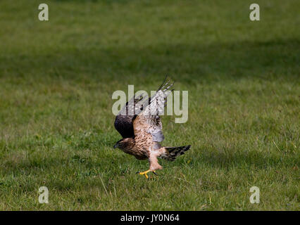 Habicht Accipiter Gentilis, JUVENILE IN FLIGHT, Normandie IN Frankreich Stockfoto