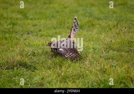 Habicht Accipiter gentilis, JUVENILE, NORMANDIE IN FRANKREICH Stockfoto