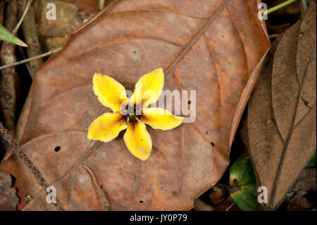 Affe Kamm, Apeiba membranacea, Tiliaceae, Panama, Blume auf Waldboden, Panama, Mittelamerika, Barro Colorado Island Stockfoto