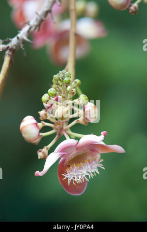 Canon Ball Tree Flower, Couroupita guianensis, Panama, Mittelamerika, Gamboa finden, Parque Nacional Soberania, Blumen haben einen ausgeprägten Duft, Stockfoto