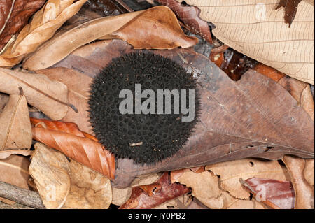 Affe Kamm, Apeiba membranacea, Tiliaceae, Panama, Mittelamerika, Barro Colorado Island, Obst auf Blatt auf Waldboden Stockfoto