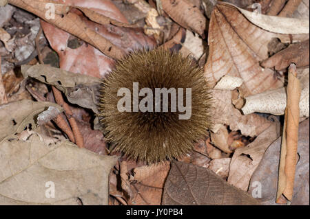 Affe Kamm, Apeiba membranacea, Tiliaceae, Panama, Mittelamerika, Barro Colorado Island, Obst auf Blatt auf Waldboden Stockfoto