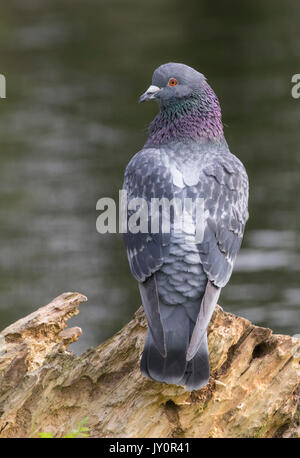 Wilde Taube auf einem Baumstumpf Stockfoto