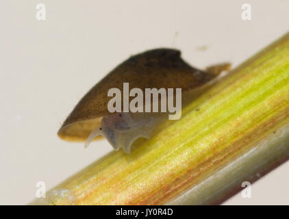 See limpet Unterwasser auf grünem Stiel Stockfoto