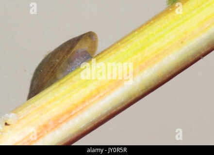 See limpet Unterwasser auf grünem Stiel Stockfoto