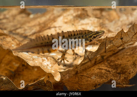 Männliche Teichmolch Unterwasser Stockfoto