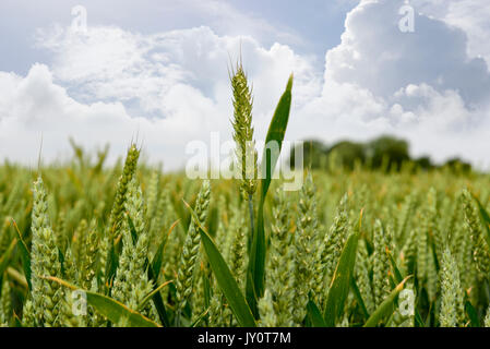 Gerste Ernte auf einem irischen Bauernhof Stockfoto