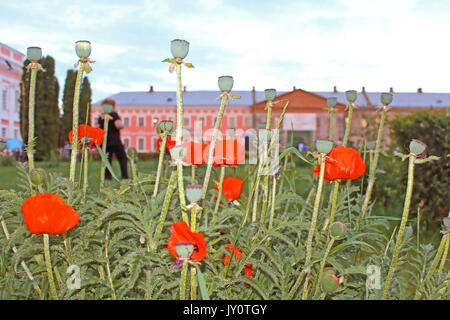 TULCHYN, UKRAINE - Juni 05, 2017: Mohnblumen und Potocki-palast als Hintergrund. OperaFestTulchyn, internationalen Oper Open Air Festival Stockfoto