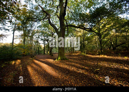 Herbstwanderungen. Bilder auf der Strecke des Sherwood Forest Trail von Christopher Somerville mit Start und Ziel an der großen Eiche und t Stockfoto