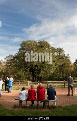 Herbstwanderungen. Bilder auf der Strecke des Sherwood Forest Trail von Christopher Somerville mit Start und Ziel an der großen Eiche und t Stockfoto