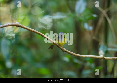Graue Kanarische Inseln - schopftyrann Vogel in Thailand oder graue Schopftyrann (Culicicapa Ceylonensis) Stockfoto