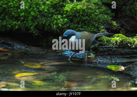 Vogel-Beautiful Black-throated Laughingthrush (Garrulax Chinensis) in der Natur, Thailand Stockfoto