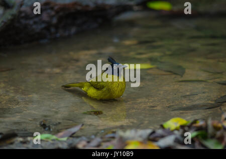 Schöner vogel Black-Crested Bulbul, Pycnonotus melanicterus in Wald Thailand Stockfoto