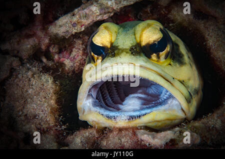 (Dendritische brunnenbauer Opistognathus Dendriticus) gähnt auf dem Riff, Lankayan Island, Malaysia Stockfoto