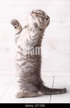 Ein verspielter Scottish kitten steht auf seinen Hinterbeinen und sieht auf. Spiel- und PET-Konzept. Lustige Zeit Stockfoto