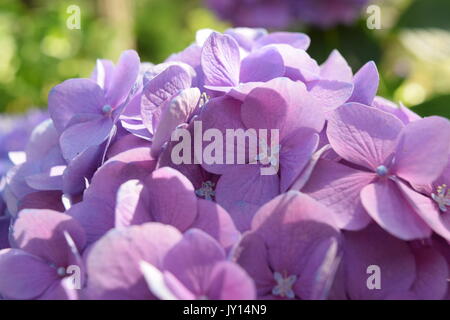 Blumen von Munsinger Gärten in St. Cloud, MN Stockfoto