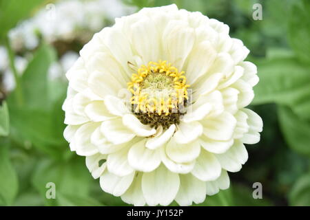 Blumen von Munsinger Gärten in St. Cloud, MN Stockfoto