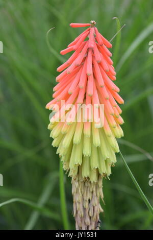 Blumen von Munsinger Gärten in St. Cloud, MN Stockfoto