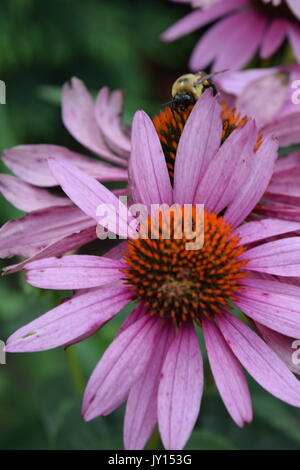 Blumen von Munsinger Gärten in St. Cloud, MN Stockfoto