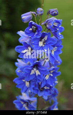 Blumen von Munsinger Gärten in St. Cloud, MN Stockfoto