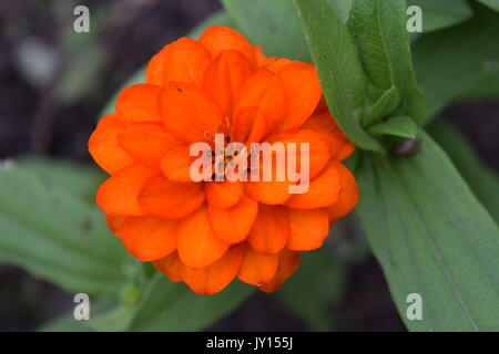 Blumen von Munsinger Gärten in St. Cloud, MN Stockfoto