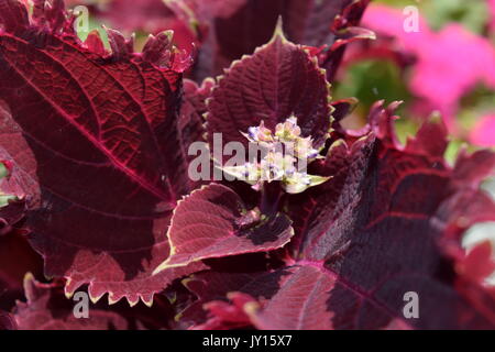 Blumen von Munsinger Gärten in St. Cloud, MN Stockfoto