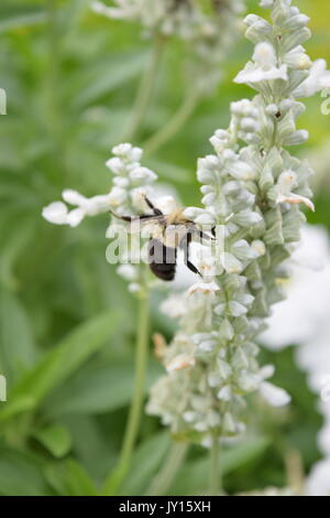 Blumen von Munsinger Gärten in St. Cloud, MN Stockfoto