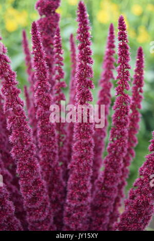 Blumen von Munsinger Gärten in St. Cloud, MN Stockfoto