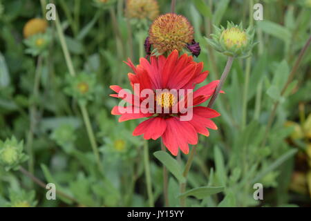 Blumen von Munsinger Gärten in St. Cloud, MN Stockfoto