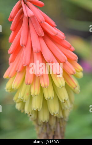 Blumen von Munsinger Gärten in St. Cloud, MN Stockfoto