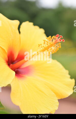 Blumen von Munsinger Gärten in St. Cloud, MN Stockfoto