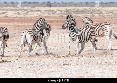 Zwei Hengste Burchells Zebra, Equus burchellii Quagga, Fertig, einander im Norden Namibias in Angriff zu nehmen Stockfoto