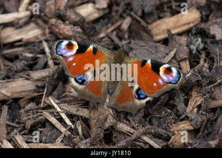 Nymphalis io, der Europäischen Peacock, besser bekannt als das tagpfauenauge, ist ein bunter Schmetterling, in Europa und temperiertes Asien als gefunden Stockfoto