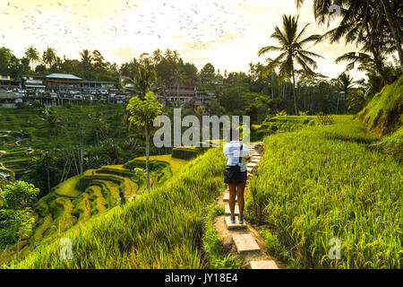 Das Mädchen, das Bilder in Reisfeldern in Tegalalang Dorf nahm, Ubud, Bali, Indonesien. Stockfoto