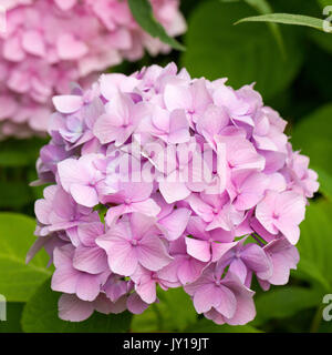 Blumen, pink hydrangea Hydrangea macrophylla, close-up im Sommer, Hampshire, Großbritannien Stockfoto