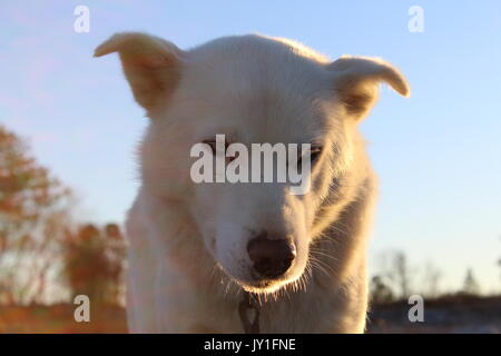 Weiß Husky im Sonnenlicht in Norwegen Stockfoto