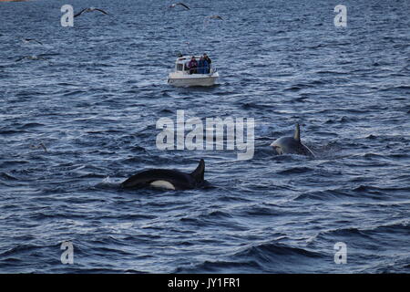 Eine kleine Whale Watching Boot von Orcas in Norwegen Stockfoto