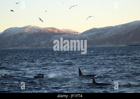 Eine Herde orcas auf der Oberfläche mit Möwen fliegen Overhead in Norwegen Stockfoto