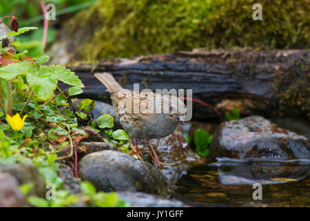 Dunnock/Hedge accentor/Hedge sparrow/Hedge Warbler (Phasianus colchicus) Trinkwasser aus Bach Stockfoto