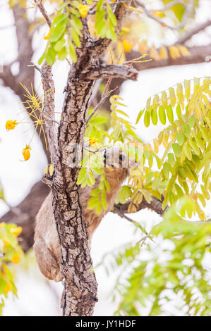 Eine gelbe Klippschliefer in Simbabwe Hwange National Park gesehen beschmutzt Stockfoto
