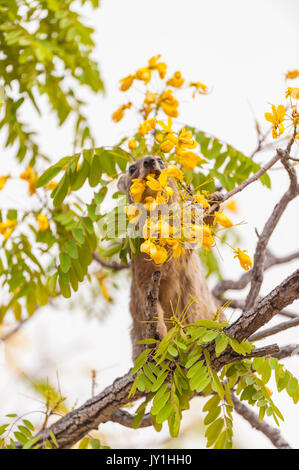 Eine gelbe beschmutzt Klippschliefer in Simbabwe Hwange National Park gesehen Stockfoto