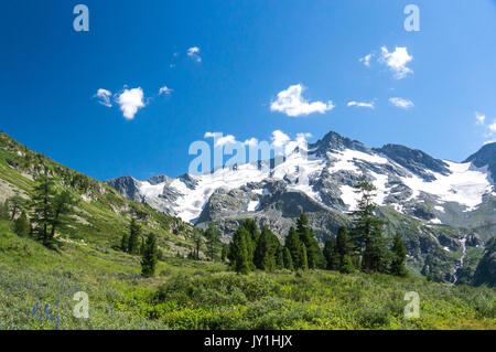 Wald auf einem Hügel Wiese in den hohen Bergen auf einer klaren Licht solar Sommer Tag Fichte Stockfoto