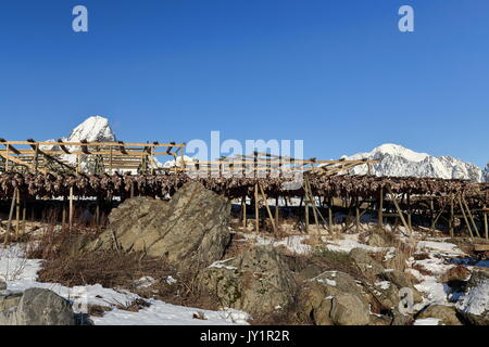 Cod Köpfe hängen von hölzernen Gerüst Trocknern in kalte Winterluft zu Stockfisch geworden. Halterungen - Olstinden-Lilandstinden Festhaeltinden im Hintergrund. Rei Stockfoto