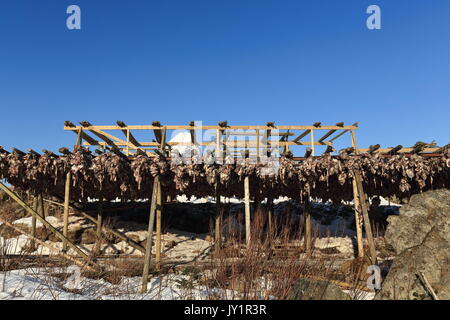 Cod Köpfe hängen von hölzernen Gerüst eingerahmt Trockner im kalten Winter Luft und Sonne zu Stockfisch geworden. Olstinden Berg im Hintergrund. Lauf Stockfoto