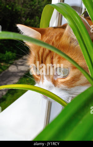 Red Haustier Katze sitzt auf dem Fensterbrett, schauen aus dem Fenster Wachheit folgt das Objekt hinter der Blumen, Sonnenlicht. Stockfoto