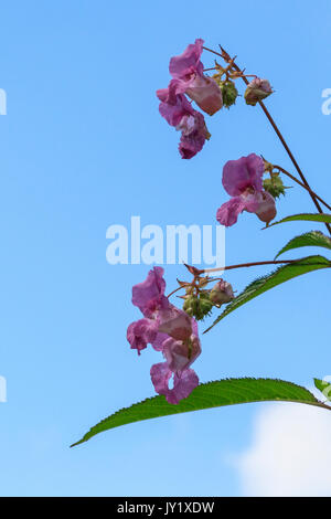 Himalayan Balsam vor blauem Himmel Hintergrund Stockfoto